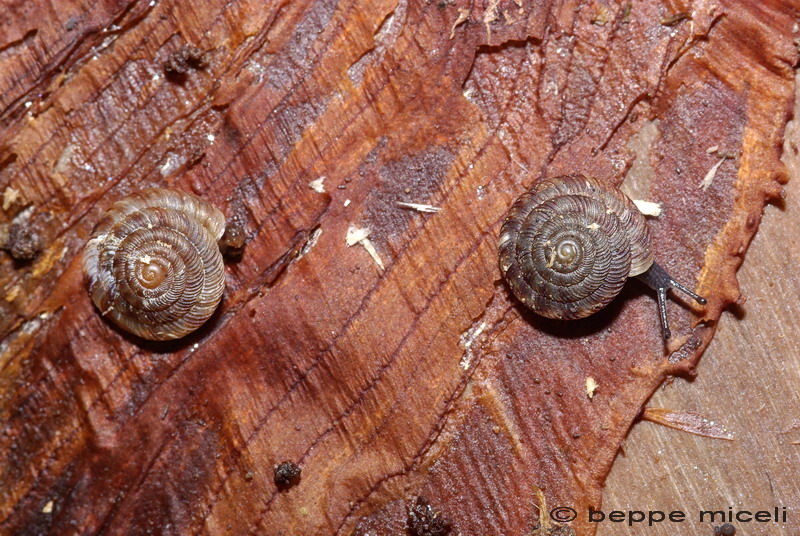 Piccolo Gastropode